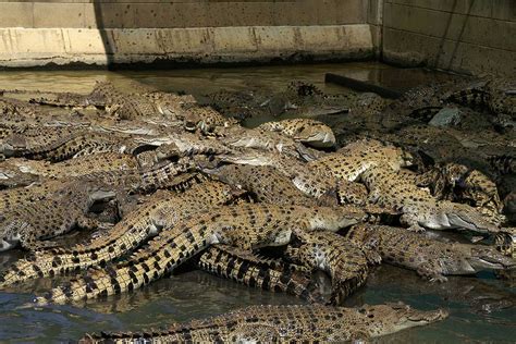 crocodile farming australia problems.